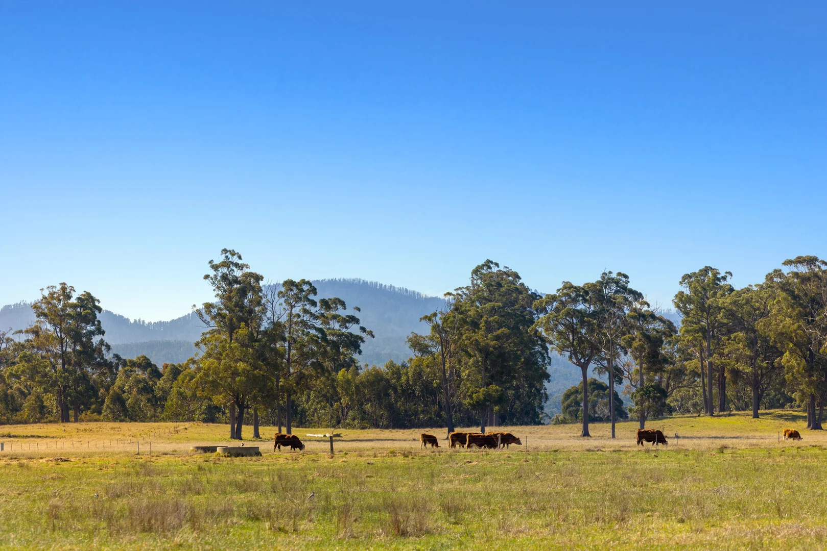 Additional image 52 of 218 Cabbage Tree - Conran Road, Cabbage Tree Creek VIC 3889
