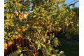 Additional image 26 of 2121 Francis Ave, Santa Clara, CA, 95051