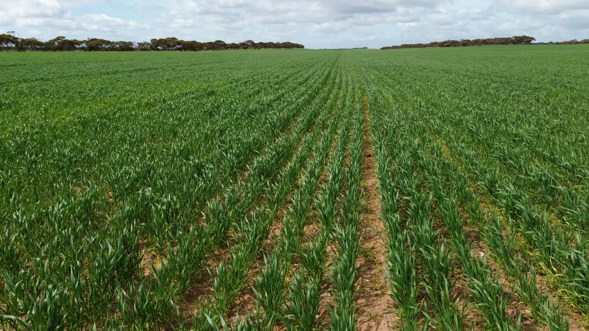 Additional image 5 of Lot/41 Skinner Road, Warramboo SA 5650