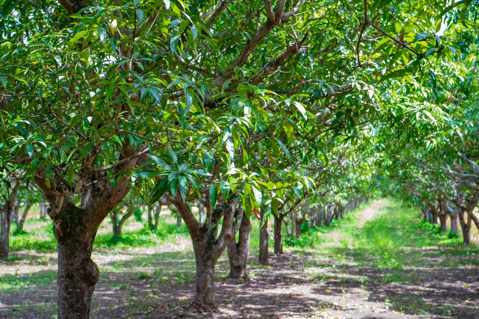 Additional image 10 of 8553 Bruce Highway, Bloomsbury QLD 4799