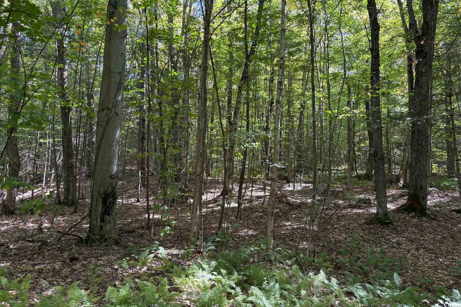 Additional image 4 of 833 Hamilton Lake Road