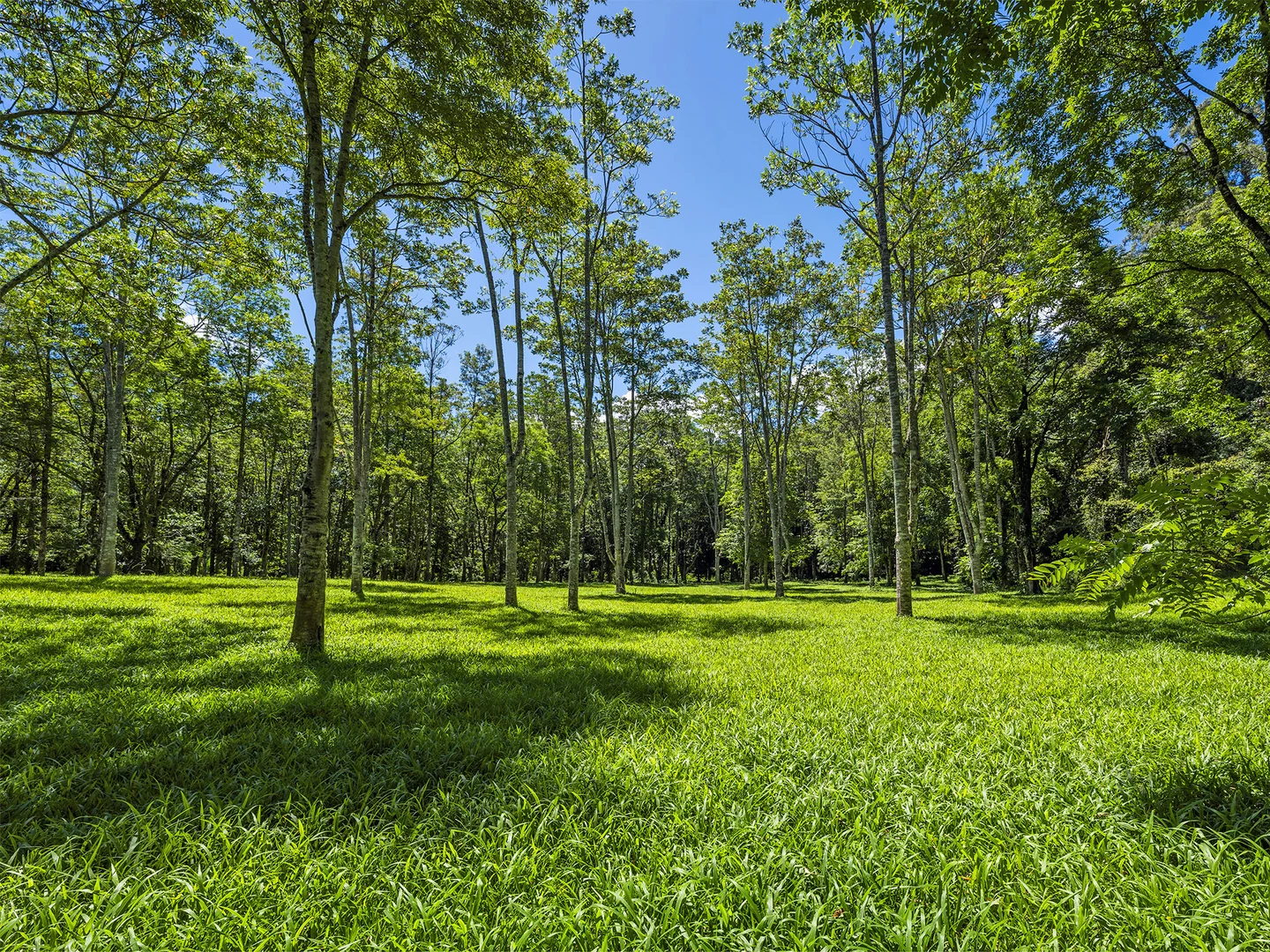 Additional image 31 of 650 Darkwood Road, Thora NSW 2454