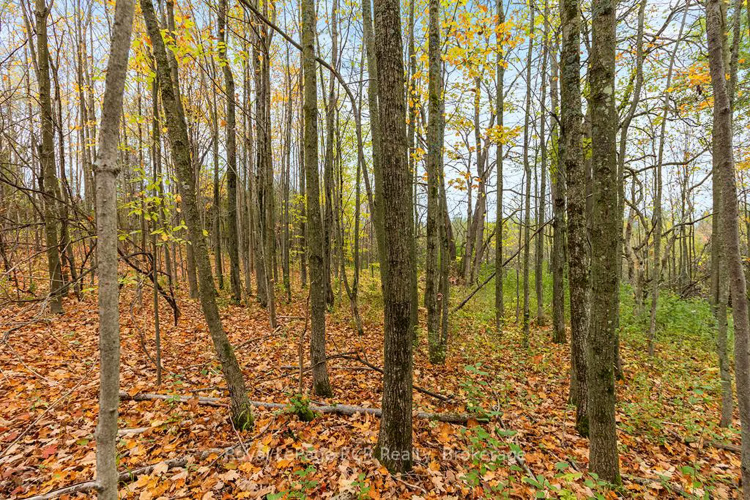 Additional image 12 of 447233 10Th Concession