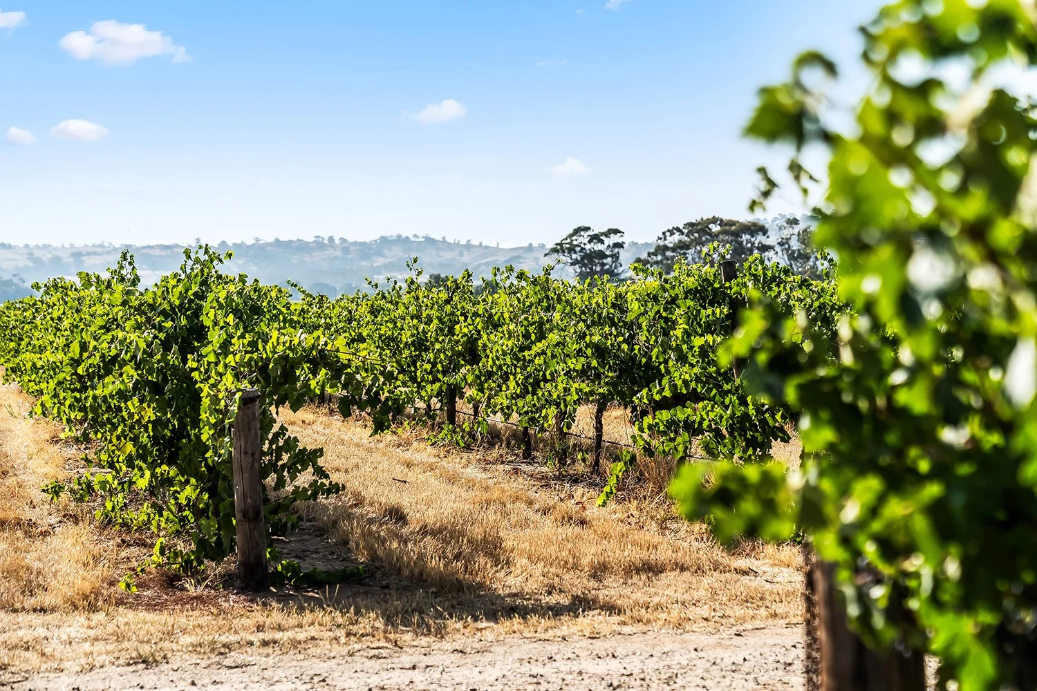 Additional image 4 of 14 Vine Vale Road, Tanunda SA 5352