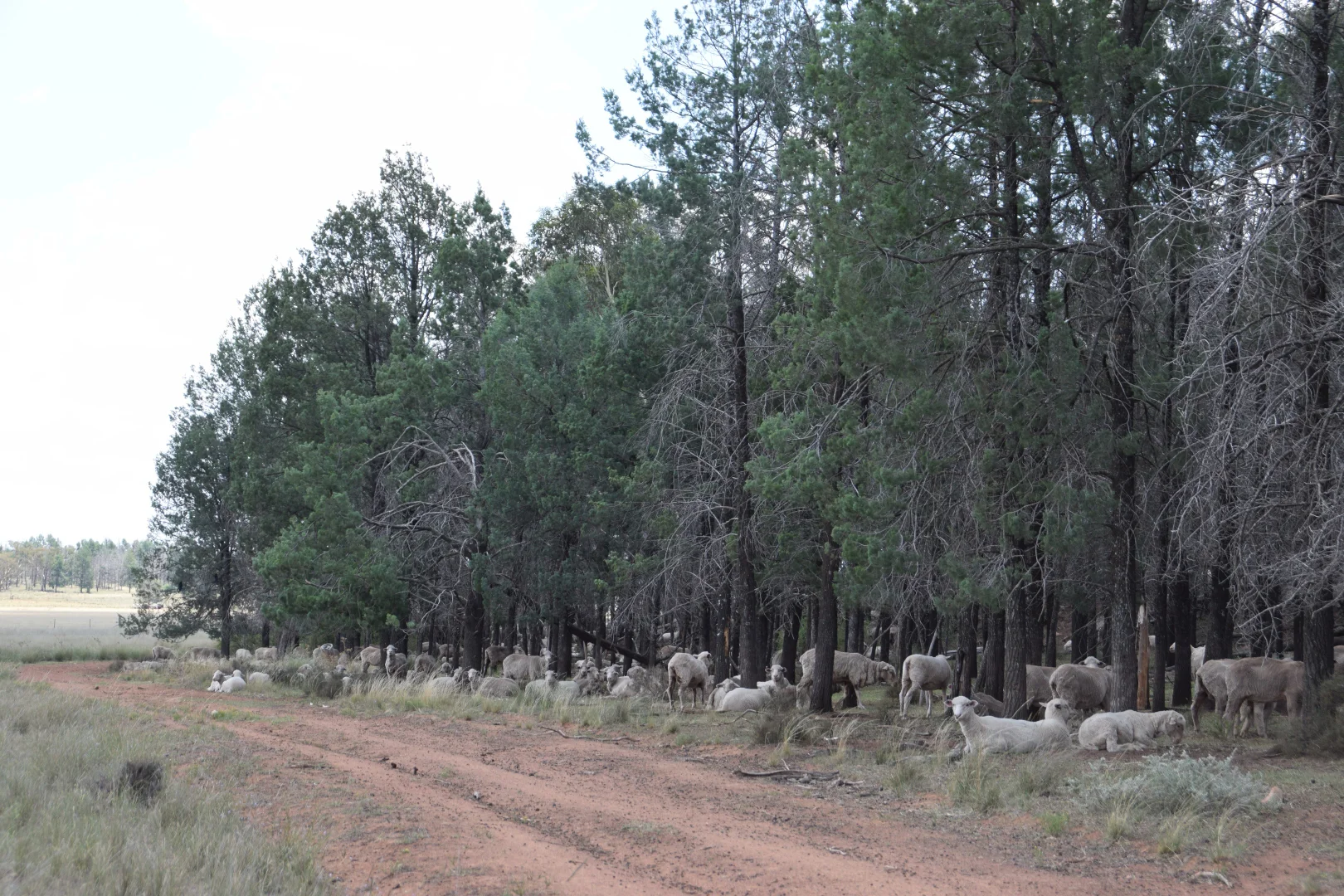 Additional image 25 of 'Illapa' 238L Narromine Road, Dubbo NSW 2830
