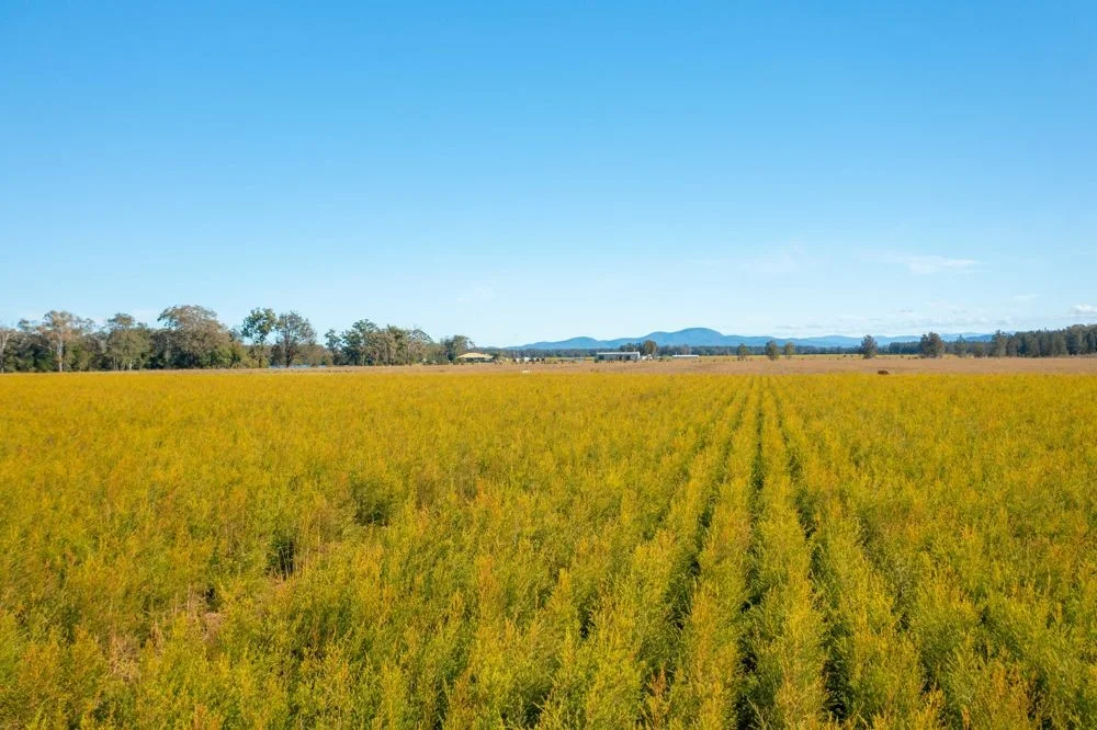 Additional image 11 of 576 MARIA RIVER ROAD, Limeburners Creek NSW 2444