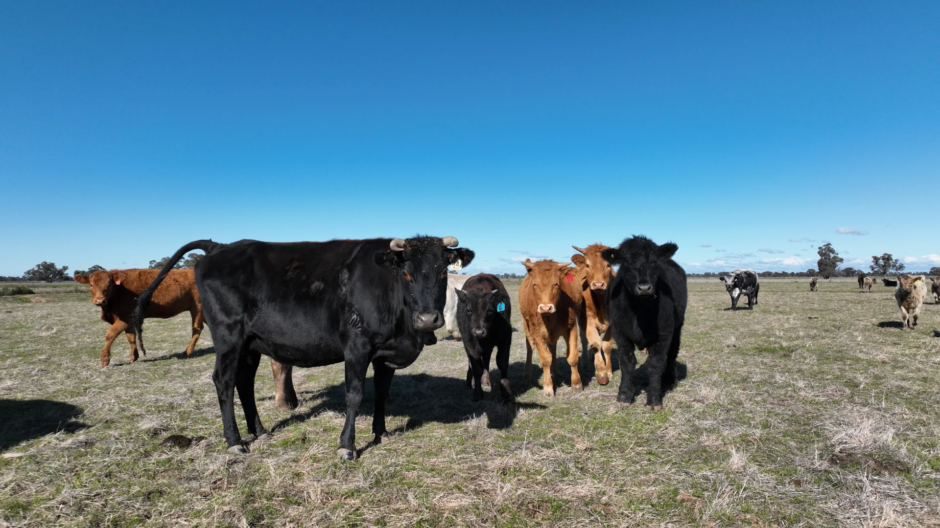 Additional image 41 of Shady Gums Birganbigil Road, Deniliquin NSW 2710