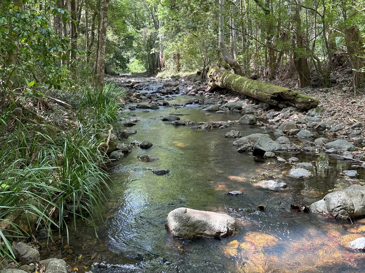 Additional image 33 of 650 Darkwood Road, Thora NSW 2454