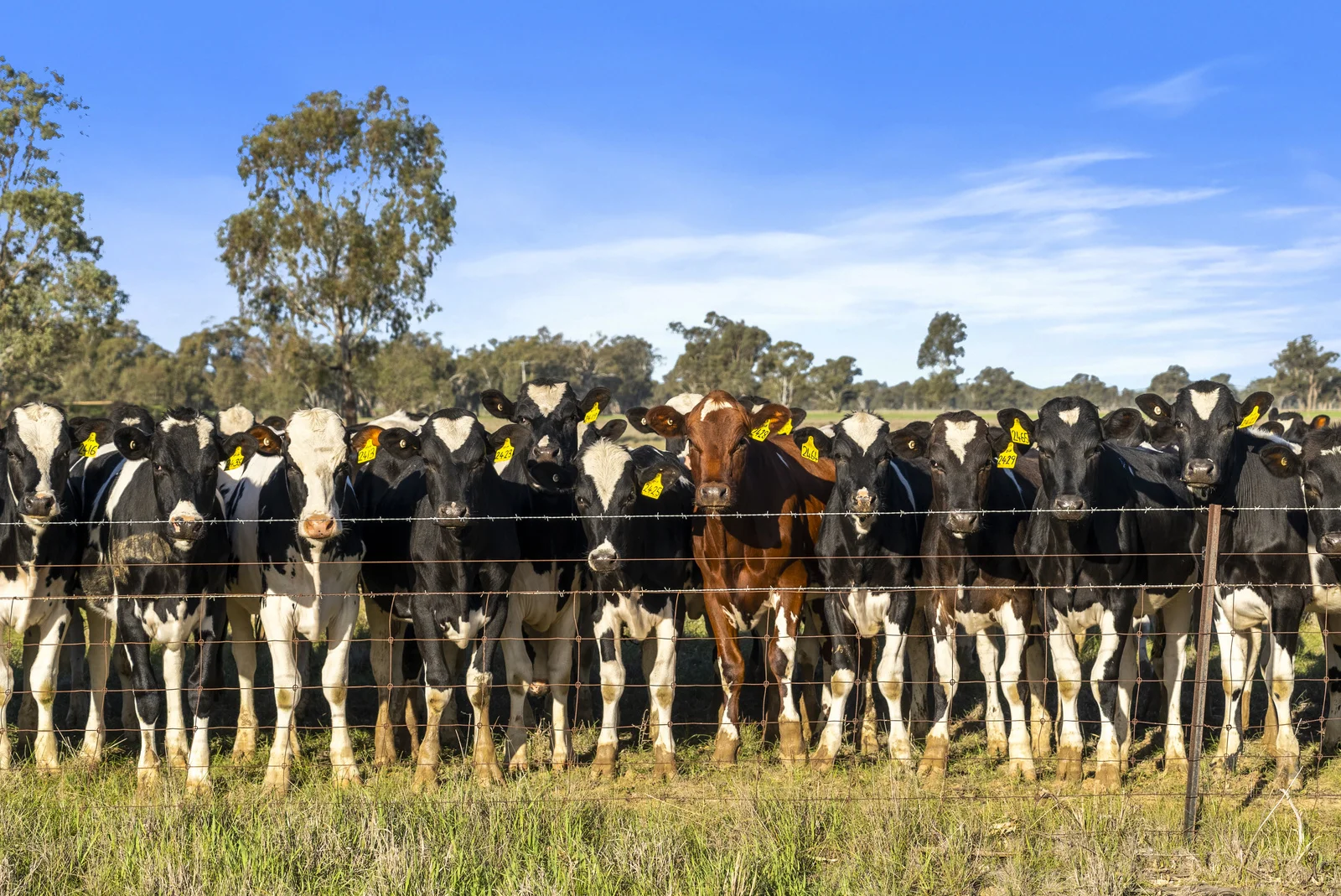 Additional image 14 of 210 Waser Road, Strathmerton VIC 3641