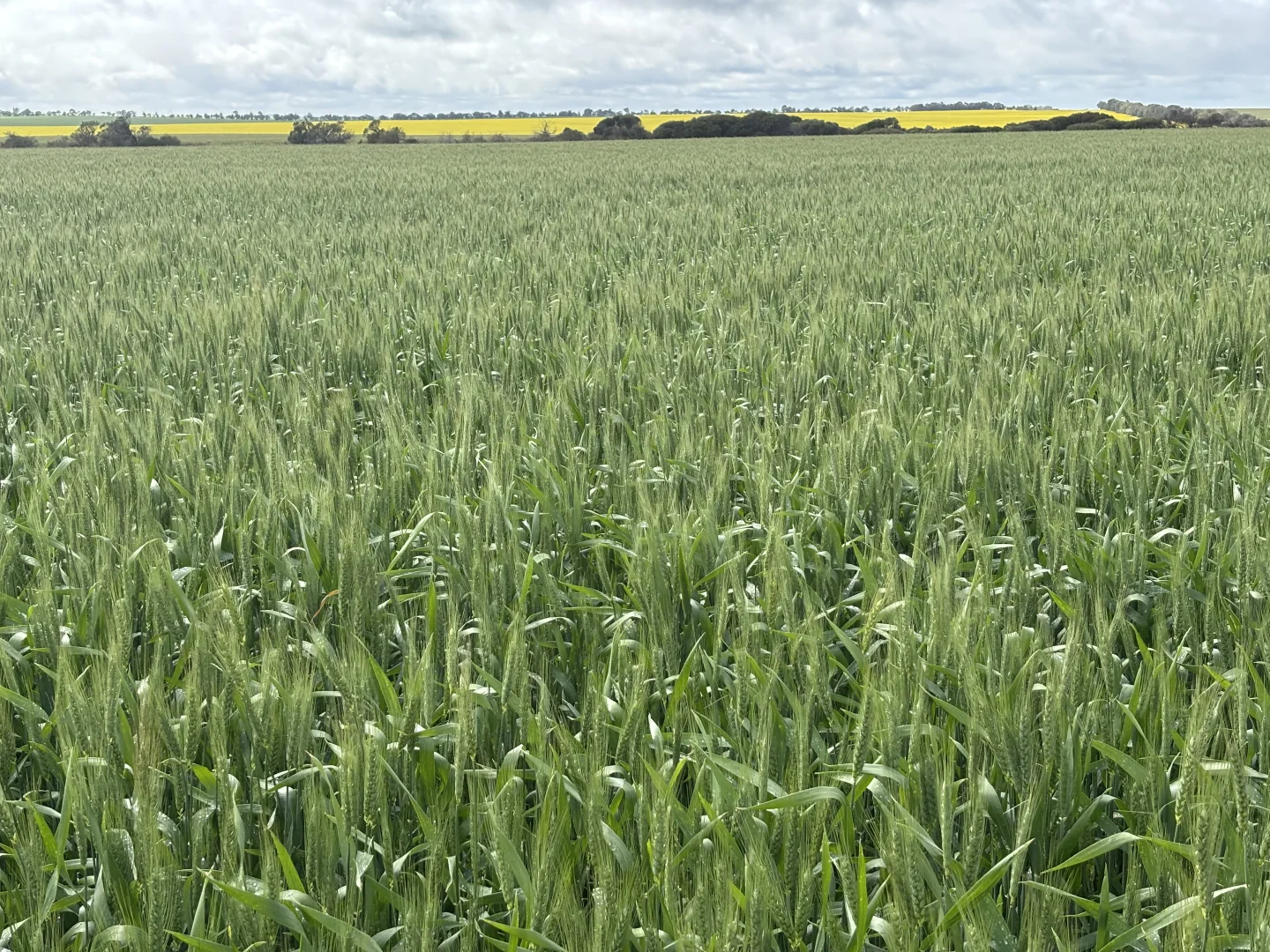 Additional image 4 of 1396 Tabletop Road, Mount Horner WA 6525