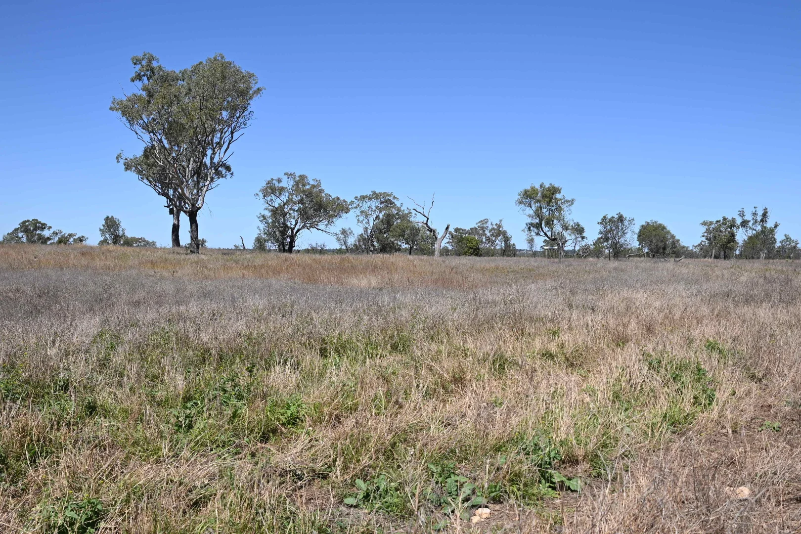 Additional image 15 of 102 Lowestoff Road, Capella QLD 4723
