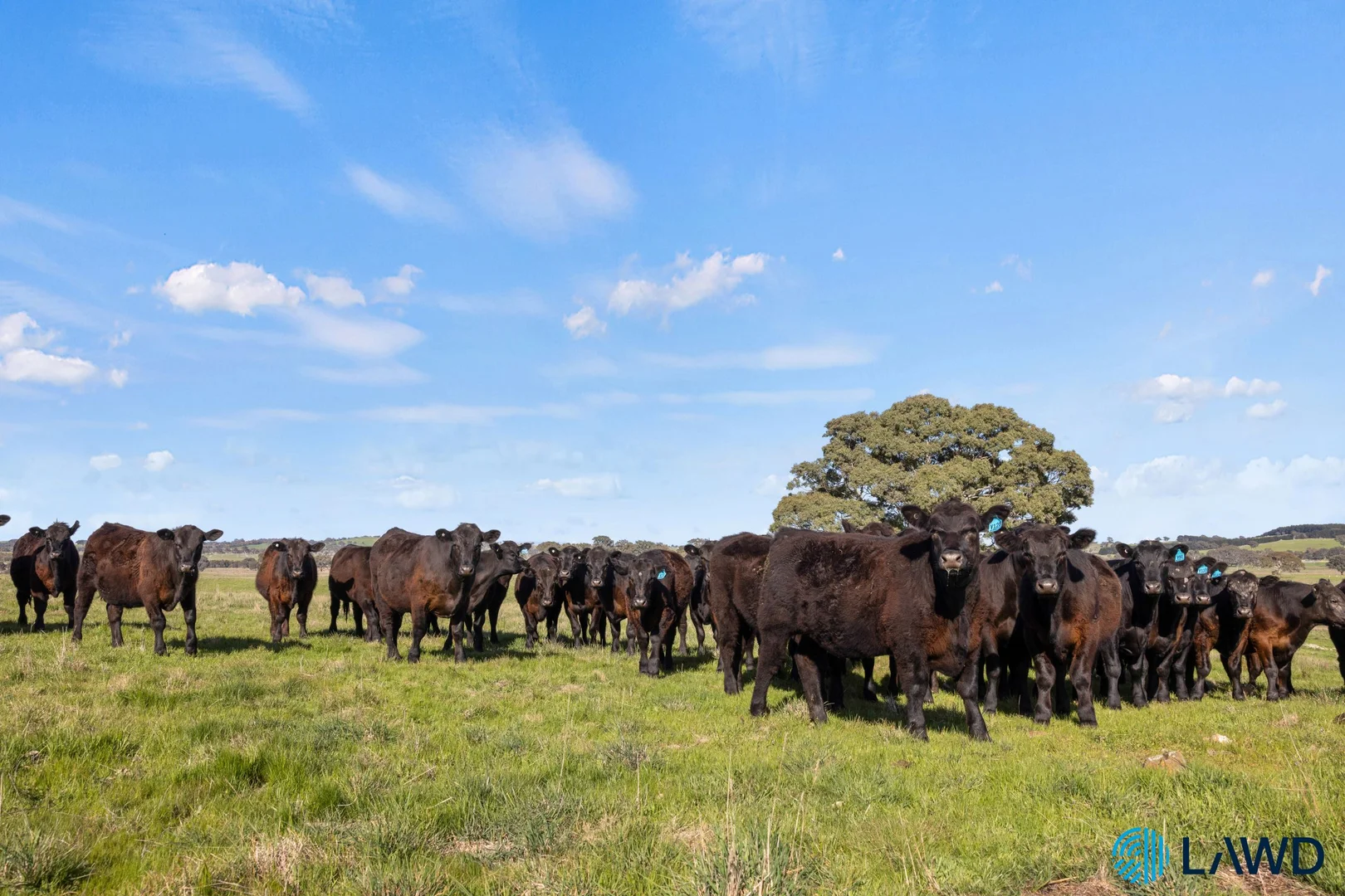 Additional image 6 of 1830 Wargeila Road, Yass NSW 2582