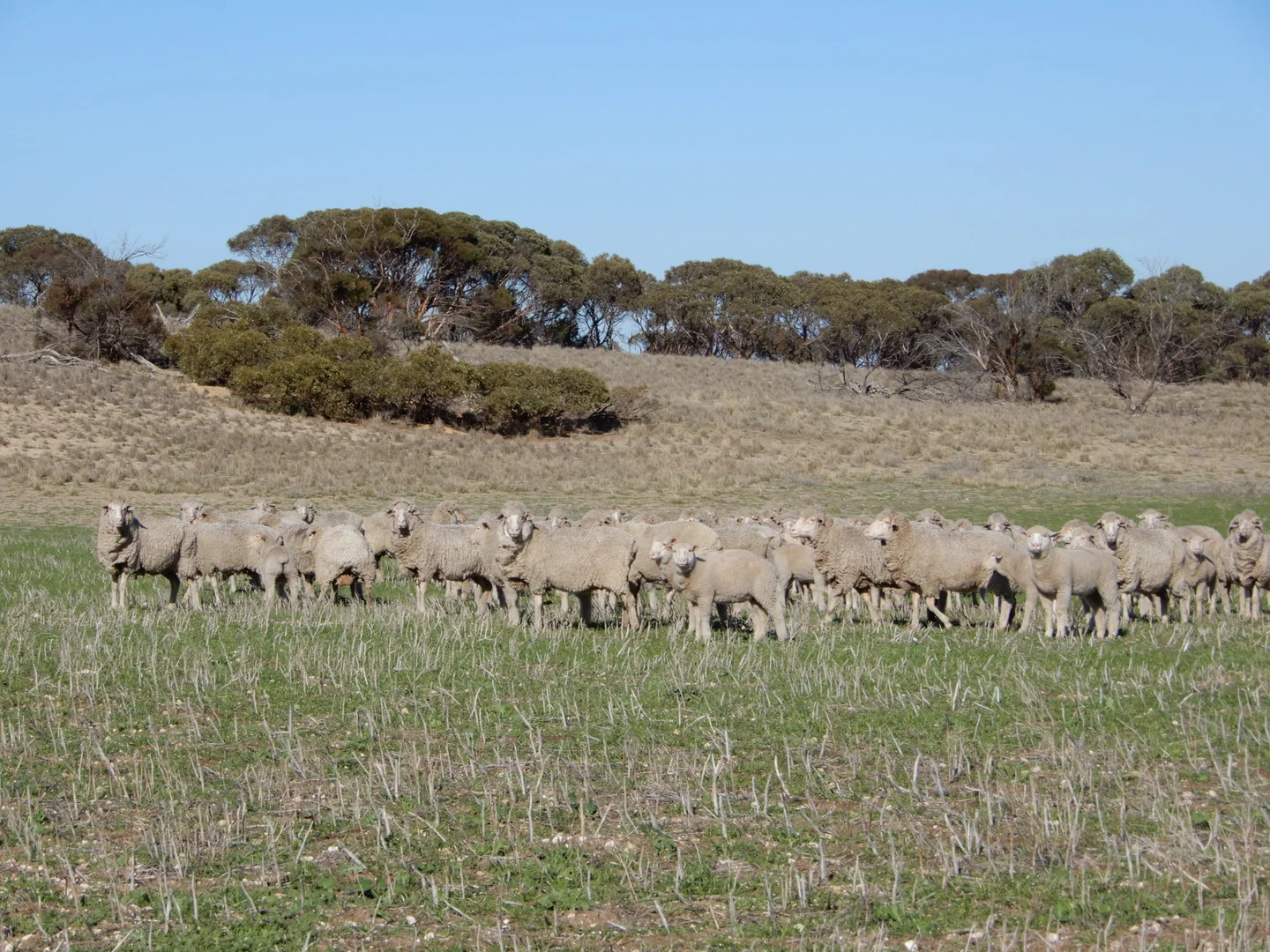 Additional image 11 of 281 Kielow Road, Peake SA 5301