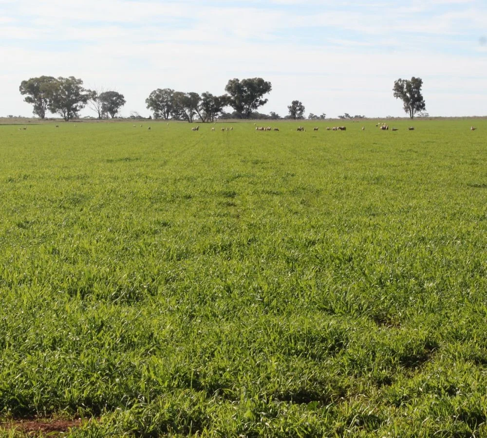 Additional image 20 of 3166 Back Trundle Road, Parkes NSW 2870