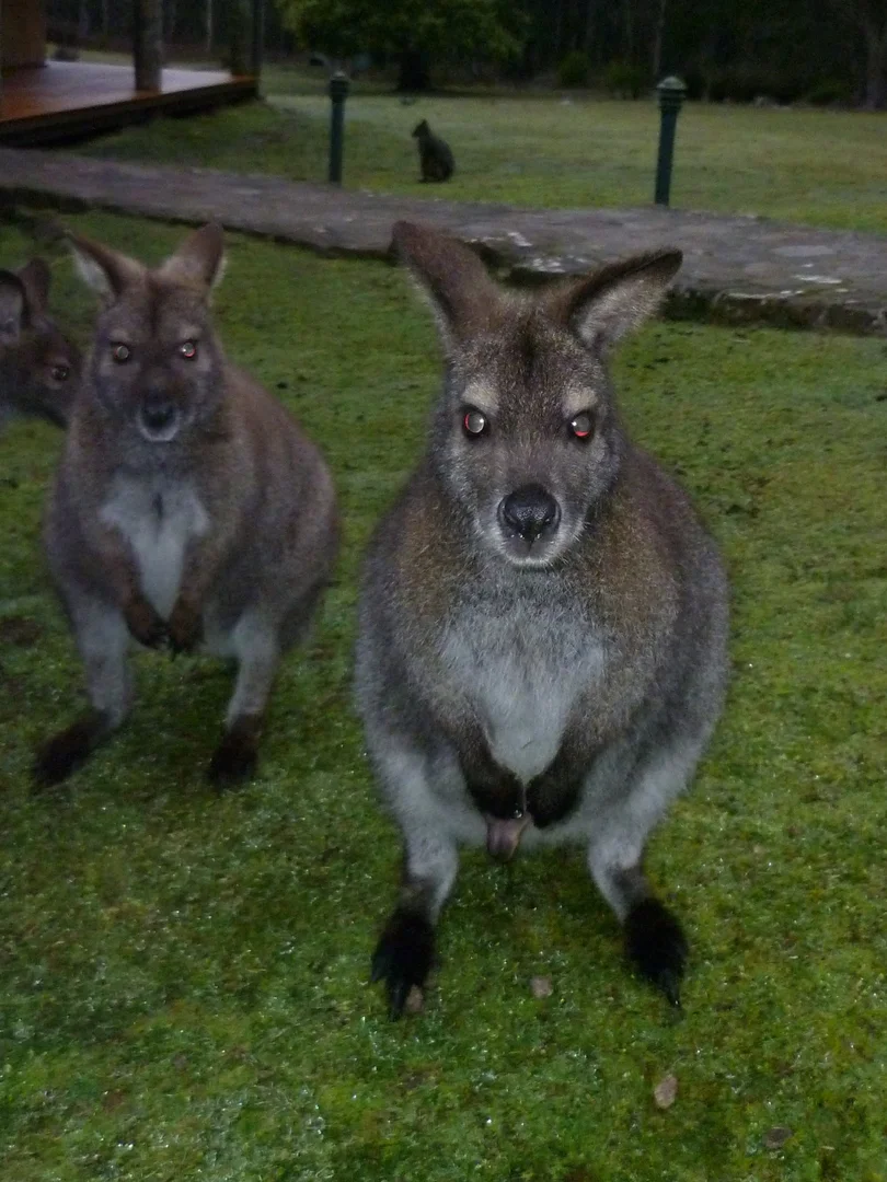 Additional image 23 of 464 Larcombes Road, Reedy Marsh, Deloraine TAS 7304