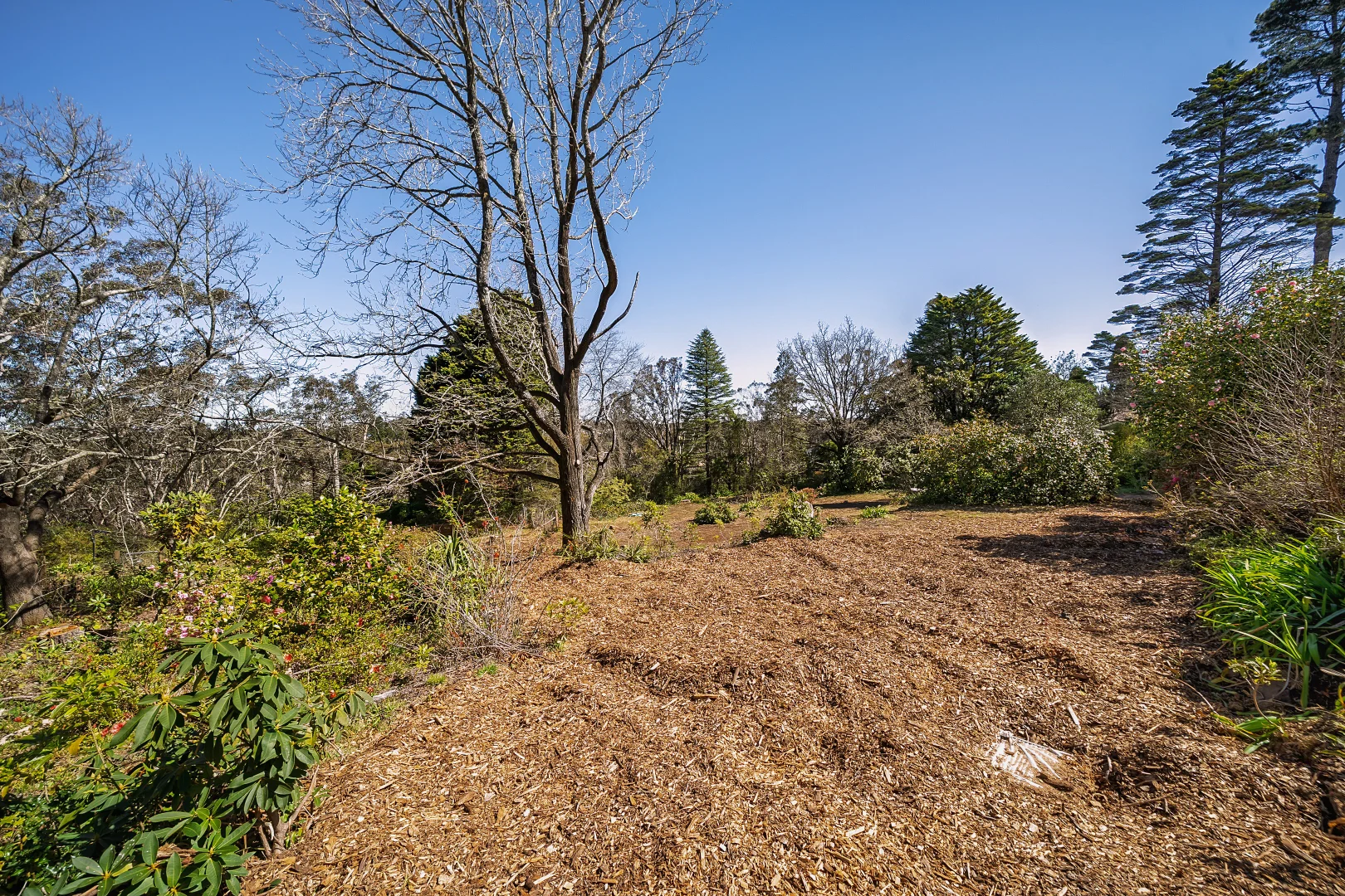 Additional image 6 of 1 Apanie Lane, Wentworth Falls NSW 2782