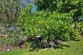 Additional image 54 of 574 Golf Glen Dr, San Marcos, CA, 92069