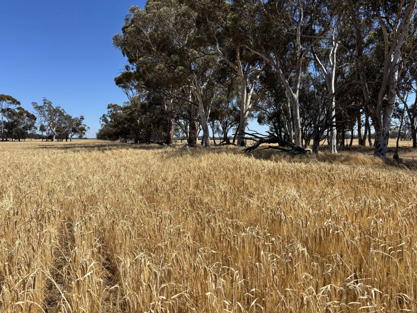 Additional image 23 of . 'Cobbers Soak', Quairading WA 6383