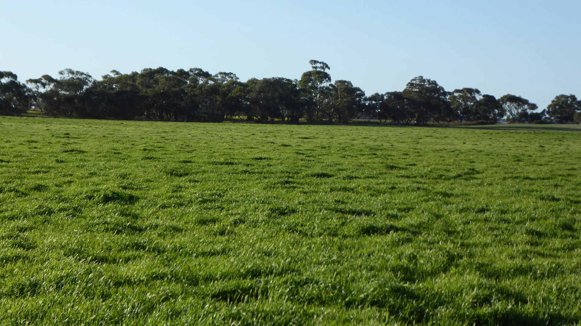 Additional image 22 of "Jacks" Sec 7 Schultz Road, Tintinara SA 5266