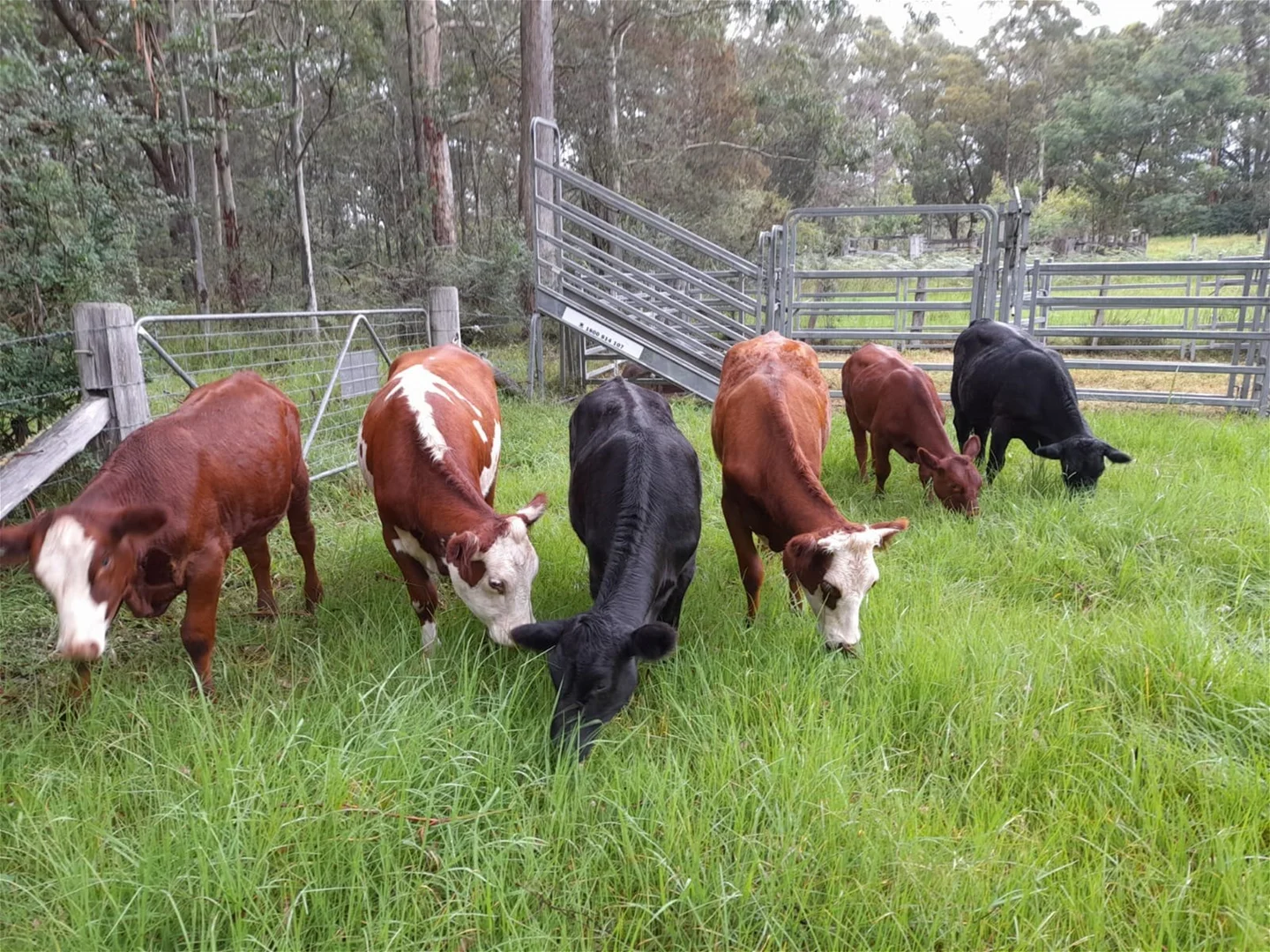 Additional image 35 of Dorrigo NSW 2453