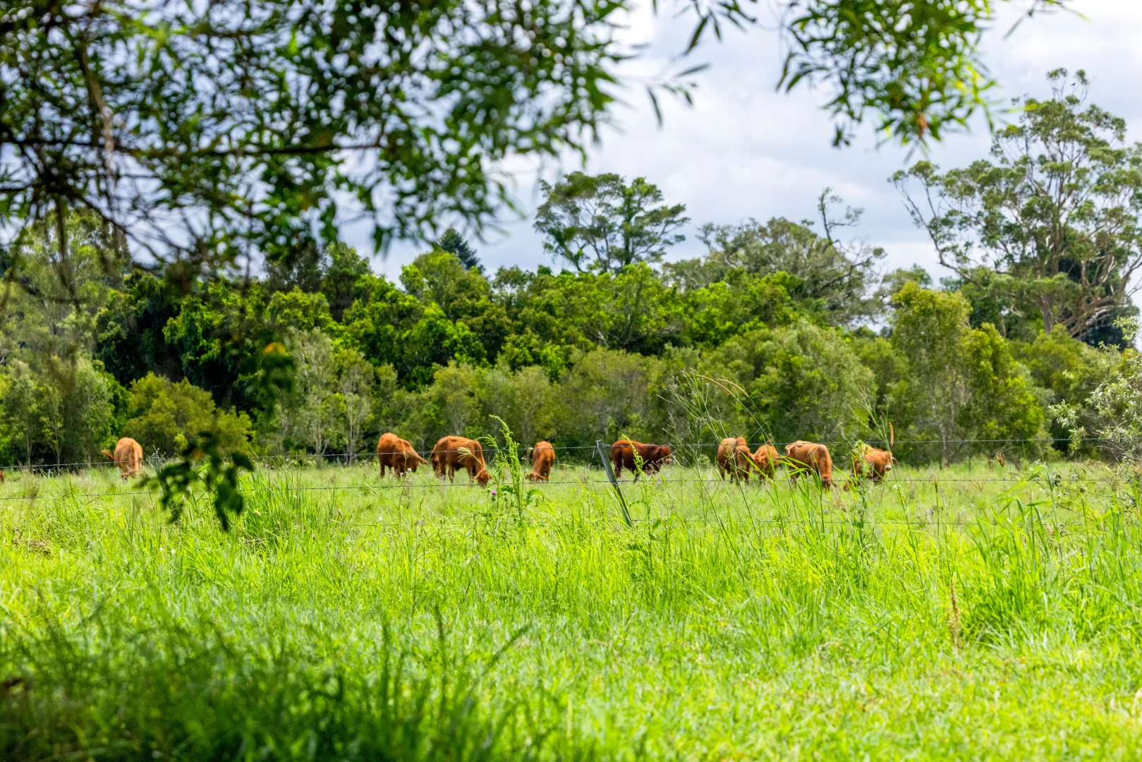Additional image 8 of 6 Canando Street, Woodford QLD 4514