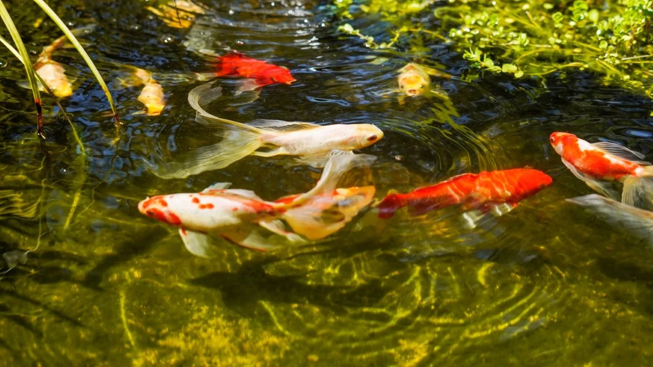 Additional image 17 of 702 Timor Road, Coonabarabran NSW 2357