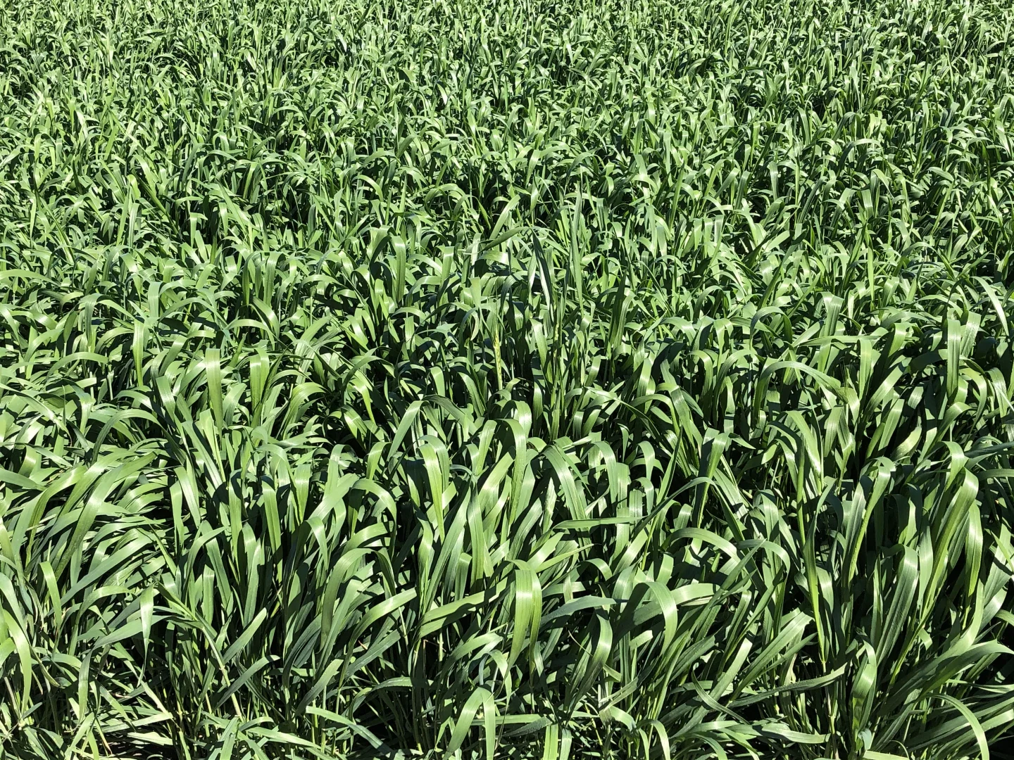 Additional image 25 of 1 Henry Lawson Way, Forbes NSW 2871