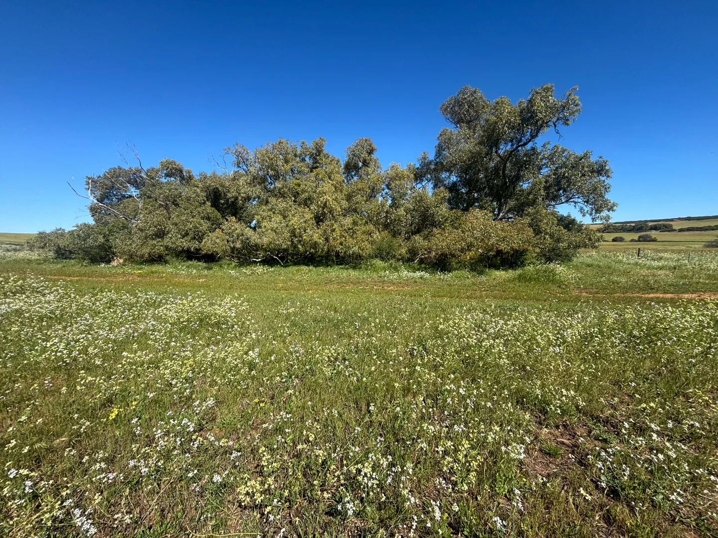 Additional image 11 of Lot 1914 Minnenooka Road, Minnenooka WA 6532