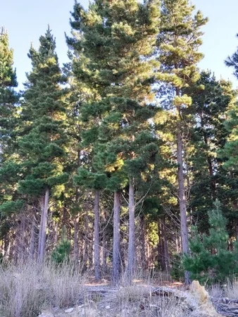 Additional image 3 of Tasman Highway, Little Swanport TAS 7190