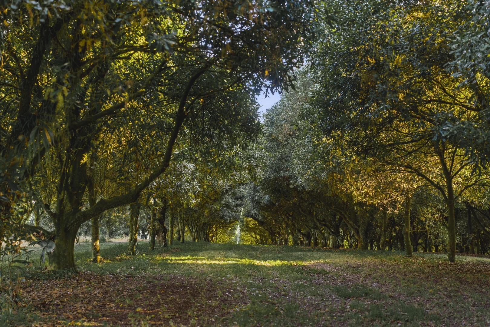 Additional image 27 of 241 Alcorn Road, Knockrow NSW 2479