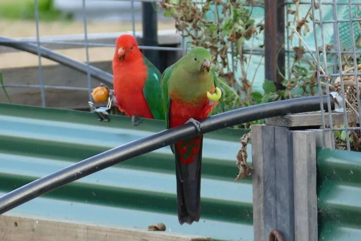 Additional image 32 of 46 Tenterfield Street, Wallangarra QLD 4383