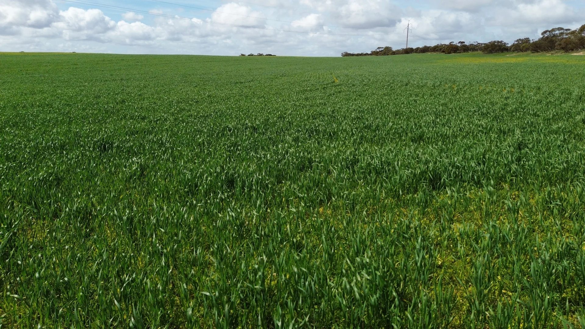 Additional image 9 of Lot/41 Skinner Road, Warramboo SA 5650