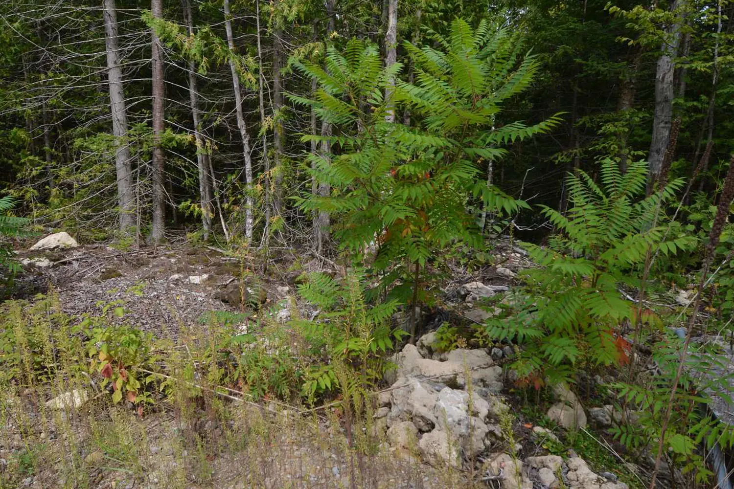 Additional image 11 of 41 Noble Drive