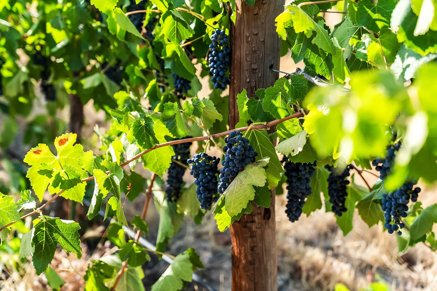 Additional image 13 of 14 Vine Vale Road, Tanunda SA 5352