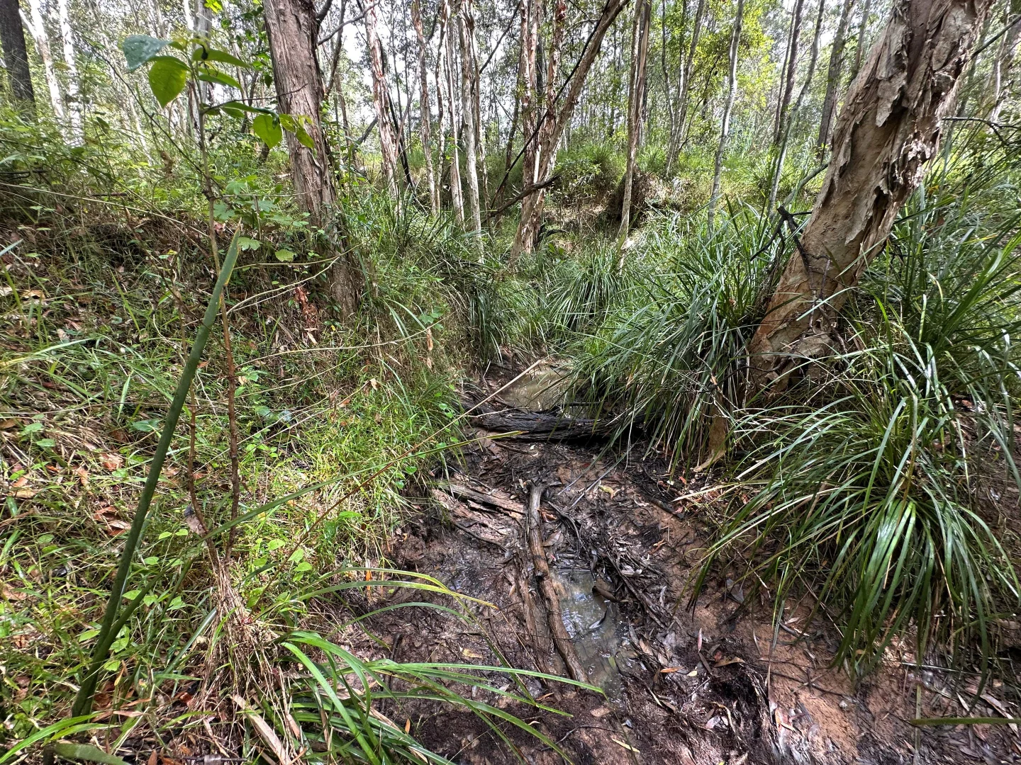 Additional image 10 of Lot 753 Arbortwenty eight, Glenwood QLD 4570