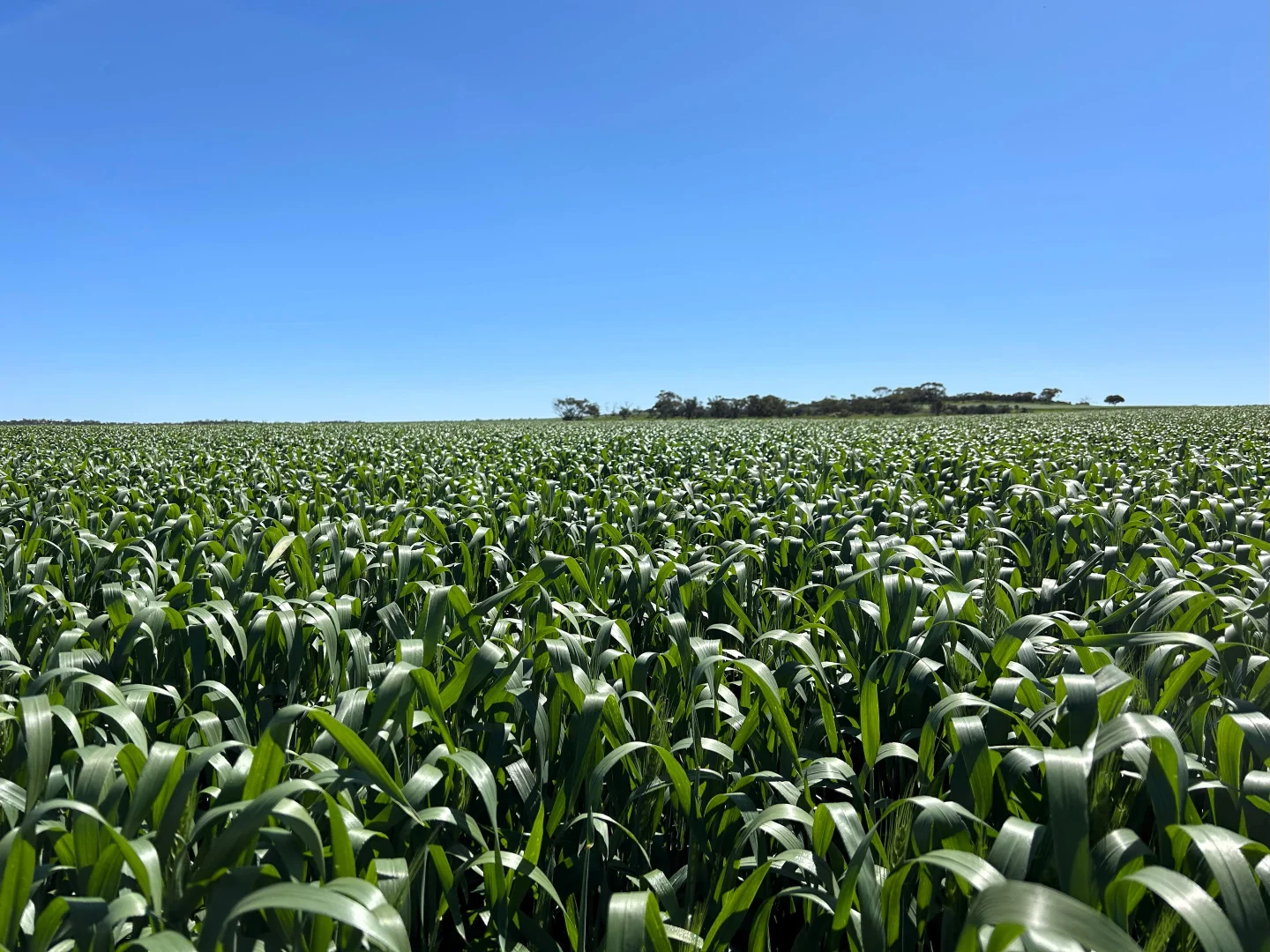 Additional image 29 of Midlands Road, Marchagee WA 6515