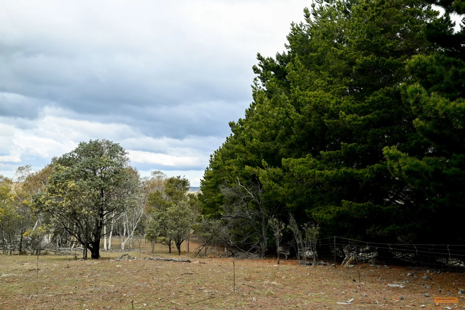 Additional image 10 of "Eagle Heights" 636 Caddigat Road, Dry Plain NSW 2630