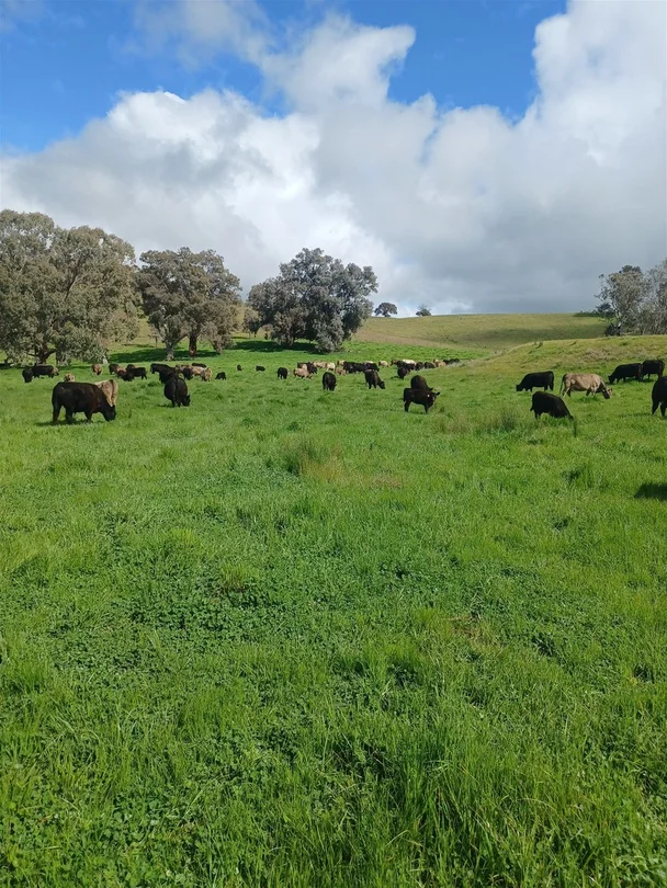 3924 Hume Highway, Tarcutta NSW 2652