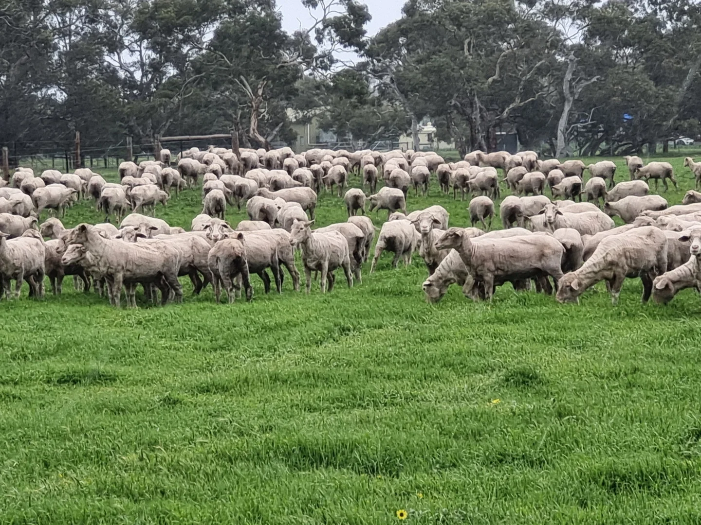 Additional image 29 of "Jacks" Sec 7 Schultz Road, Tintinara SA 5266