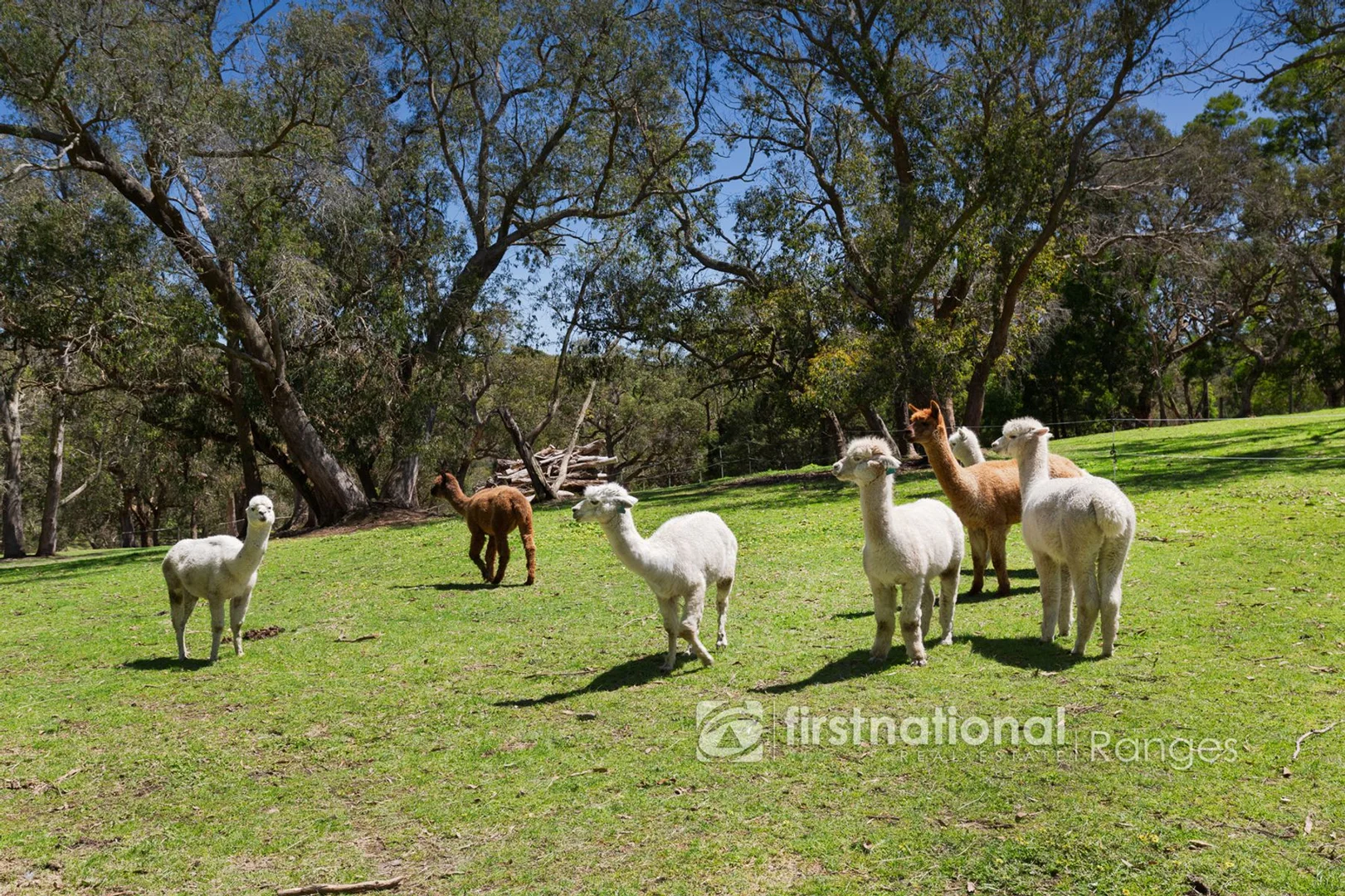 Additional image 23 of 11 Cherry Road, Macclesfield VIC 3782