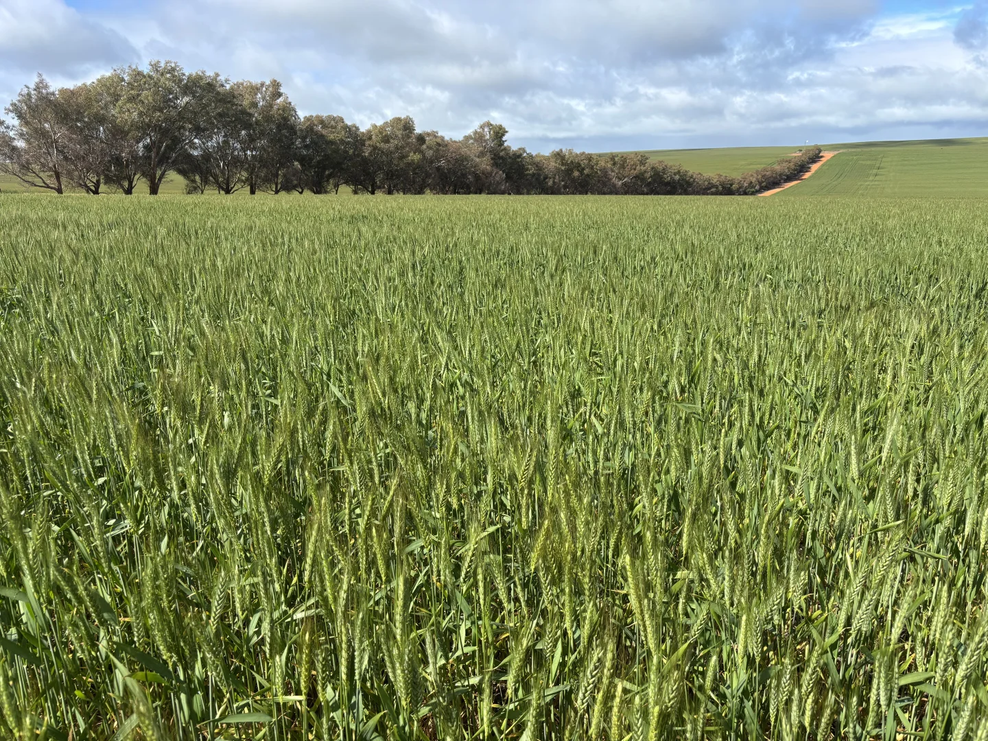 Additional image 8 of 1396 Tabletop Road, Mount Horner WA 6525