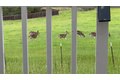 Additional image 46 of 1232 Copper Peak Ln, San Jose, CA, 95120