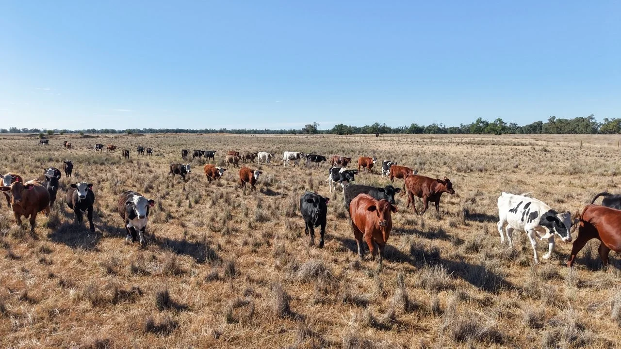 Additional image 10 of 128 Berida-Bullagreen Road, Collie NSW 2827