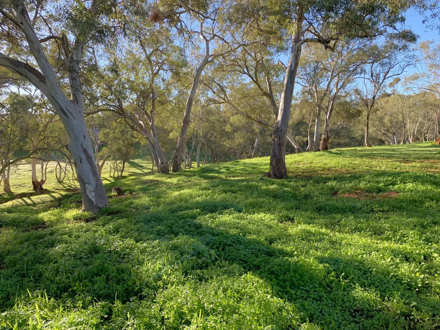 Additional image 30 of 284 Beetaloo Valley Rd, Beetaloo Valley SA 5523