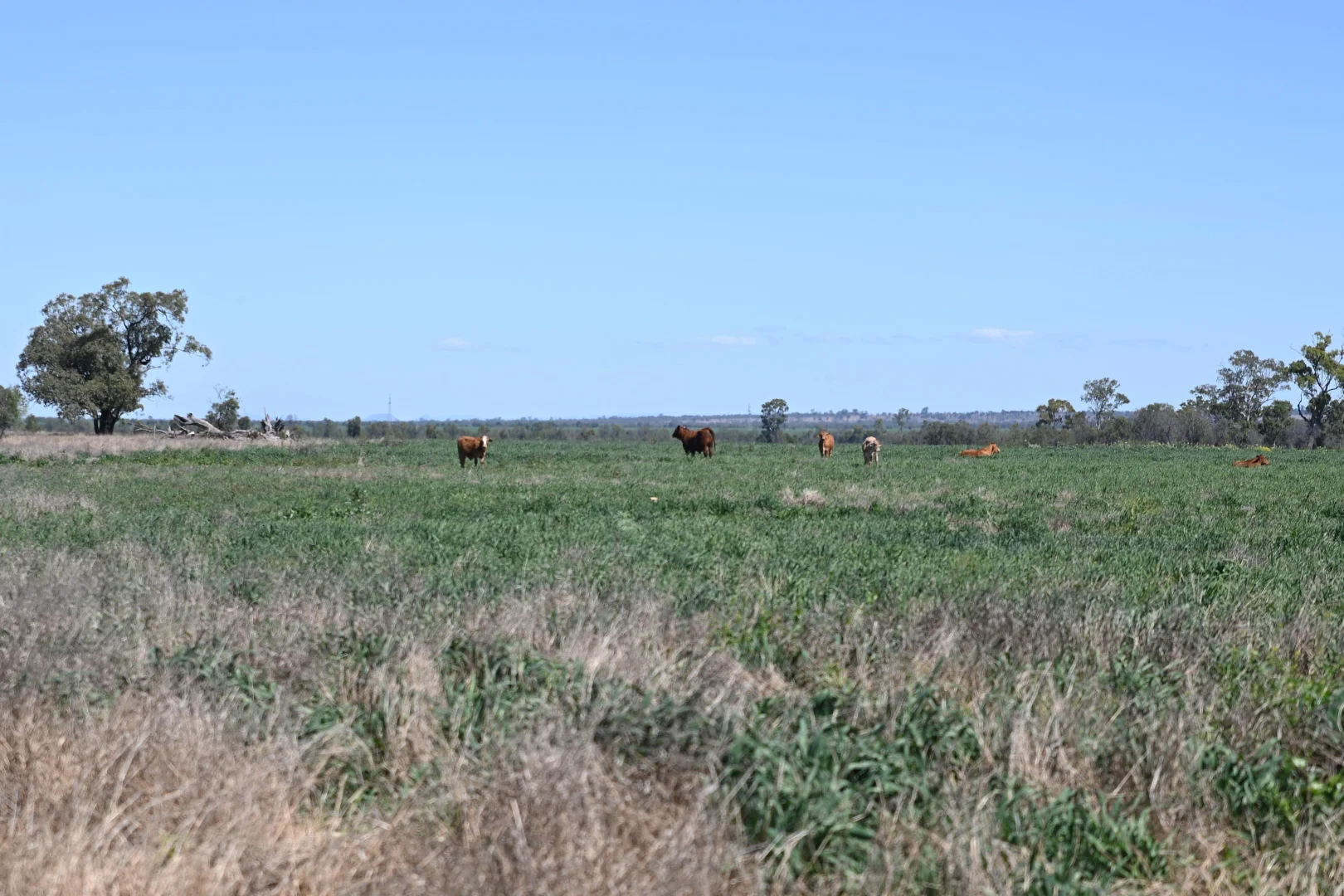 Additional image 16 of 102 Lowestoff Road, Capella QLD 4723