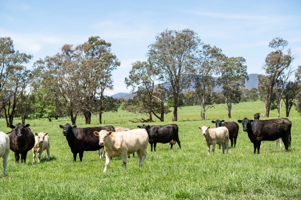 Additional image 20 of 4320 Kiewa Valley Highway, Dederang VIC 3691