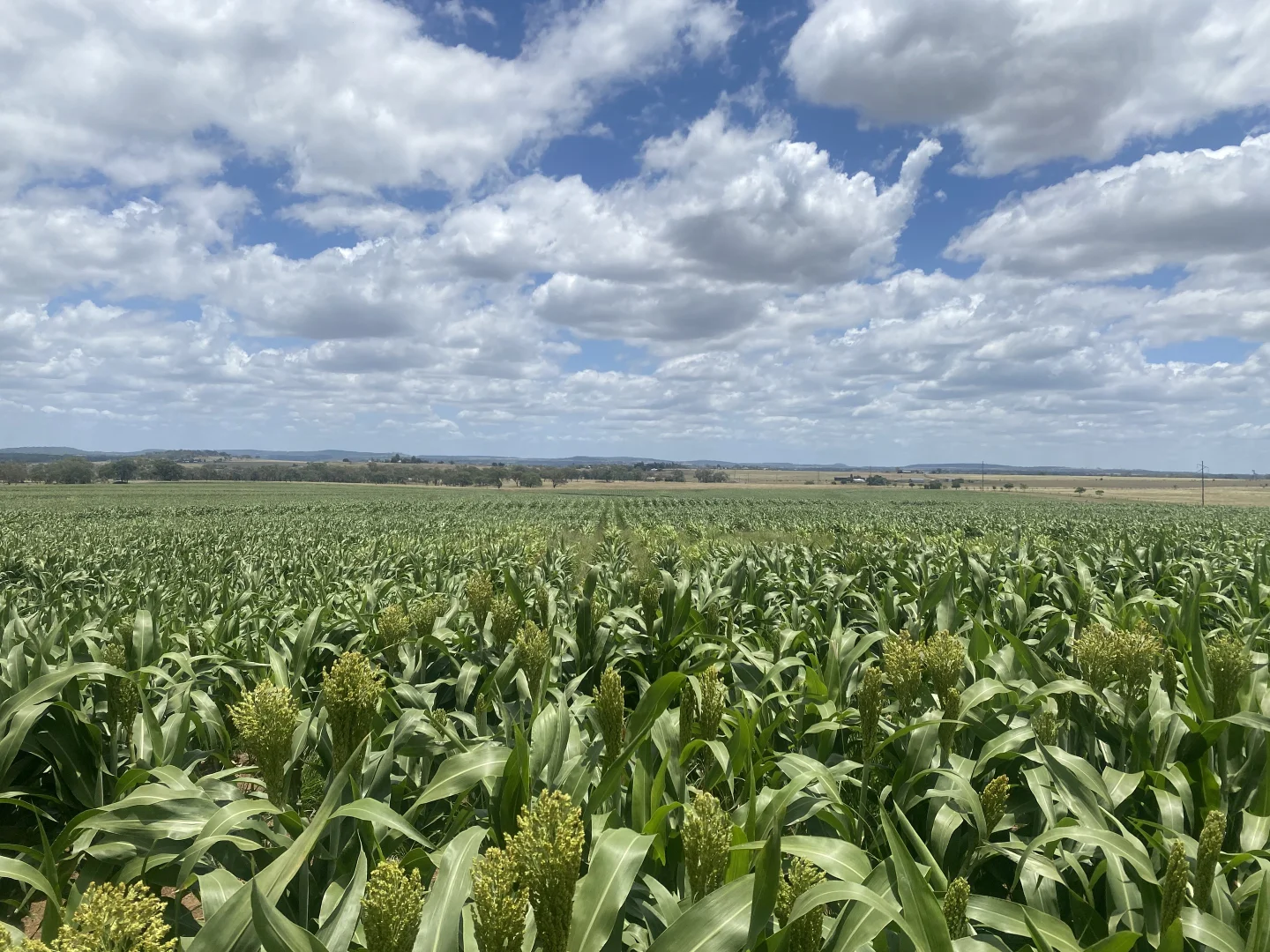 Additional image 4 of Lot 50 Rosenberger Road, Wyreema QLD 4352