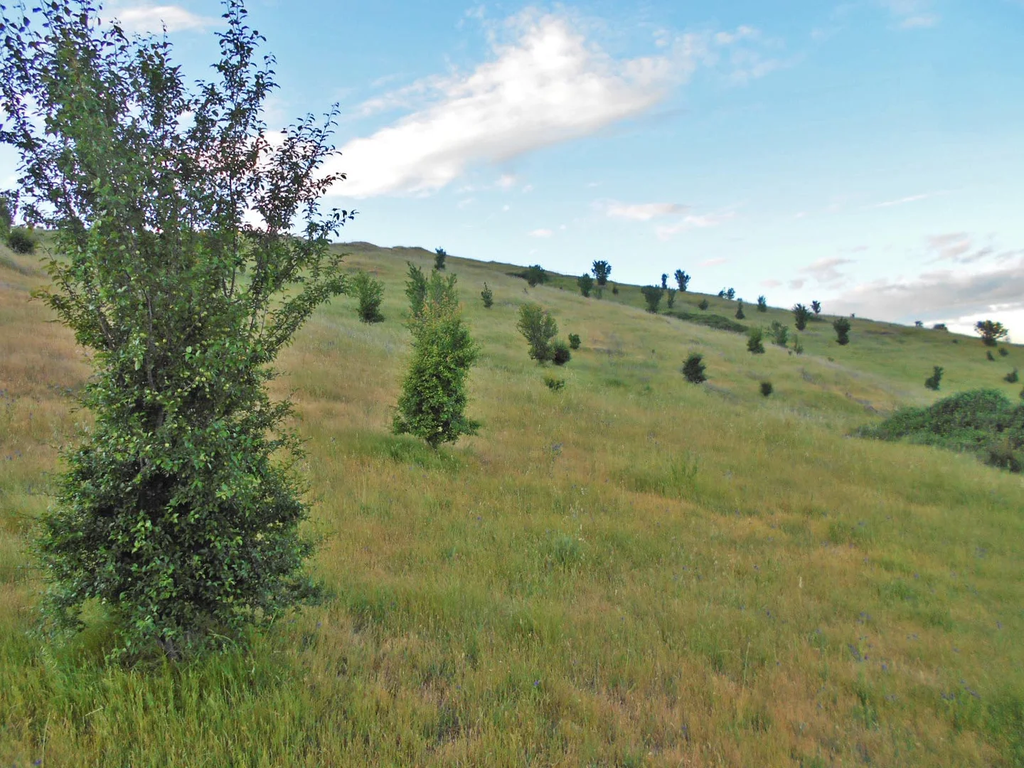 Additional image 2 of 30 Hanley & Moon Street, Gundagai NSW 2722