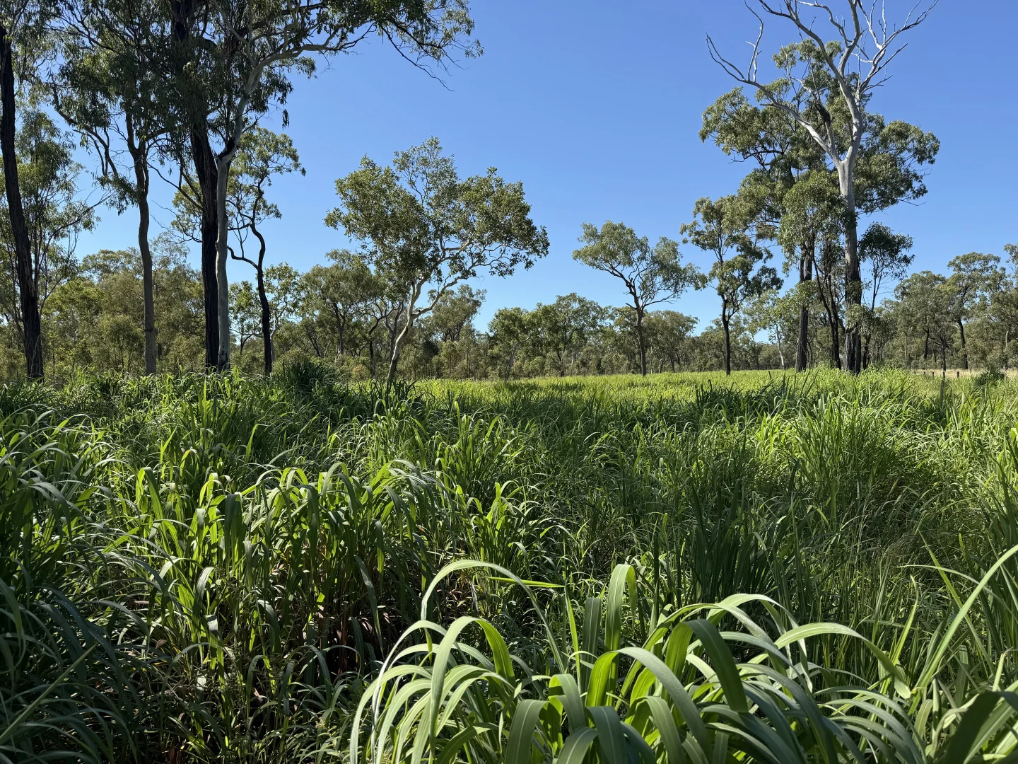 Additional image 15 of "Granite Springs" 22779 Kennedy Highway, Mount Garnet QLD 4872