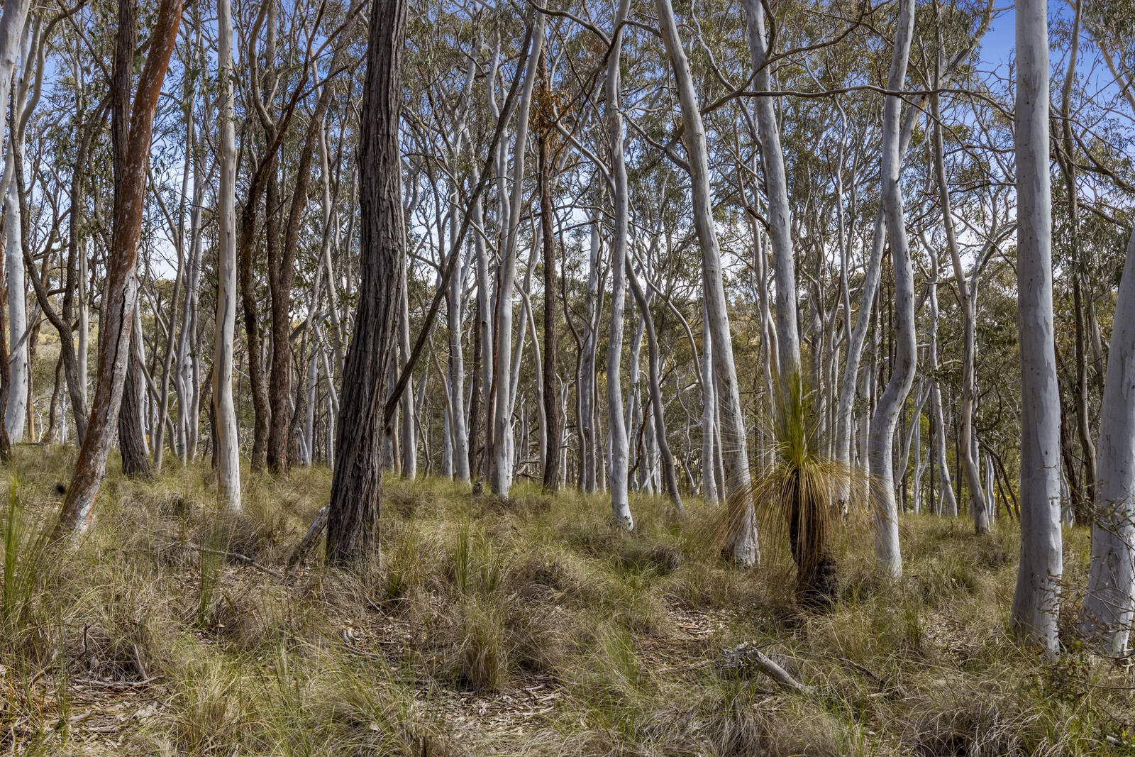 Additional image 33 of 512 Dicks Creek Road, Nanima NSW 2582